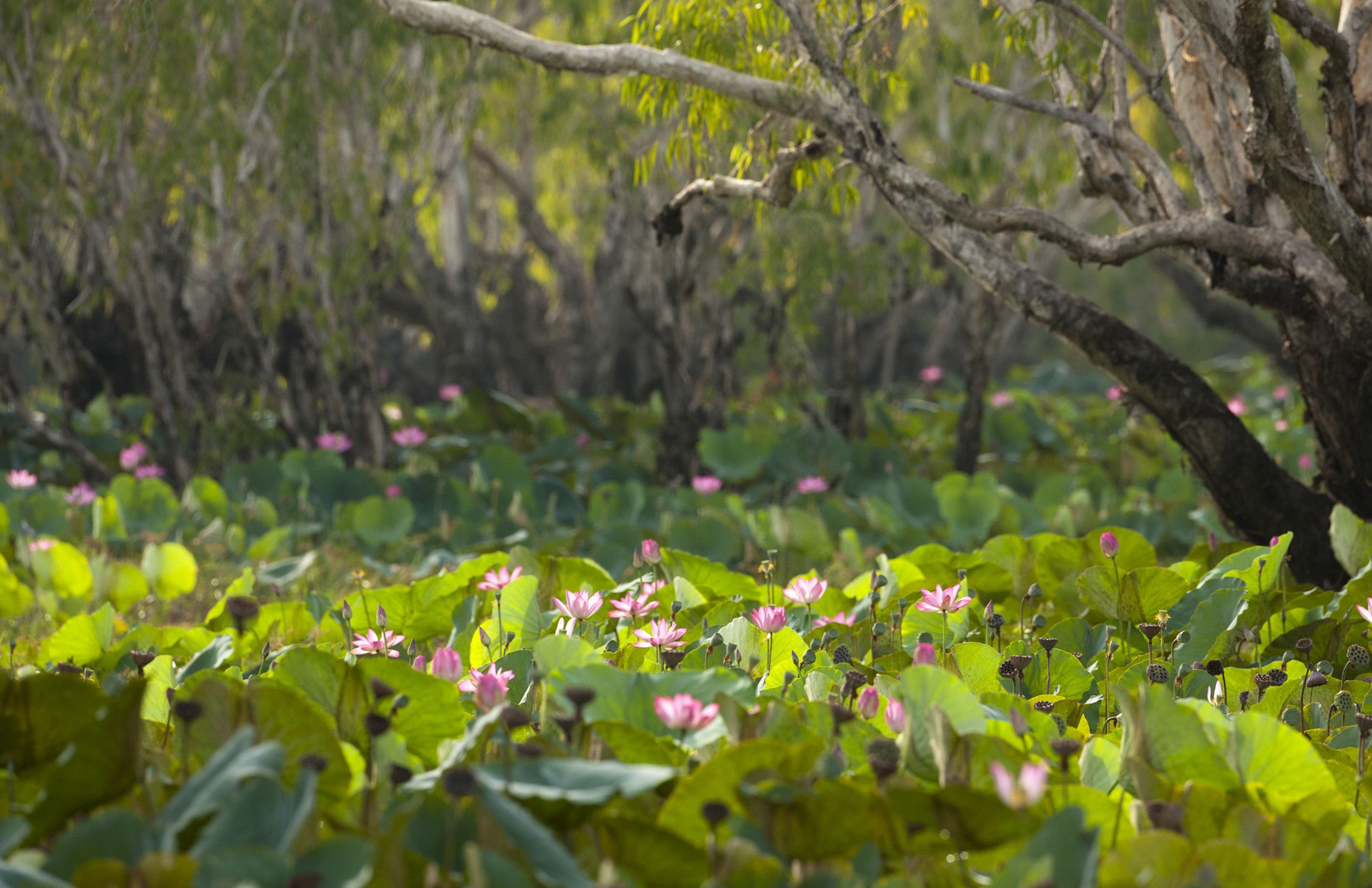 Warradjan is near the lively yellow water billabong, home to the local Indigenous communities and artists